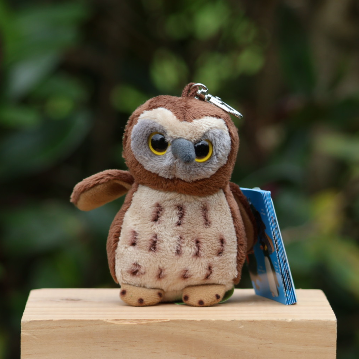 Keyclip Ruru, Morepork