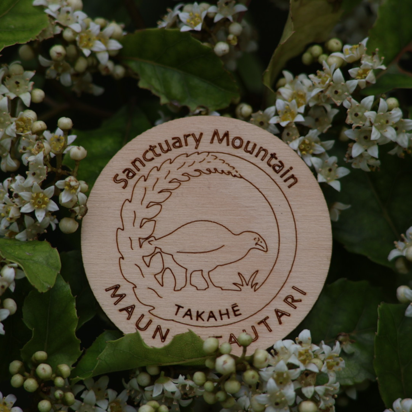 Magnet - Paul Cooper, Takahe