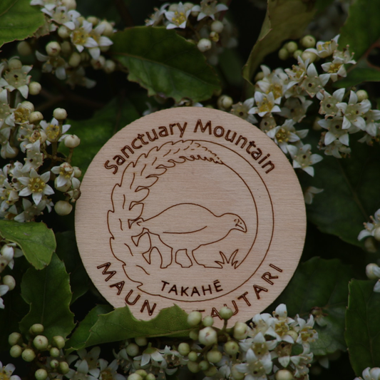 Magnet - Paul Cooper, Takahe